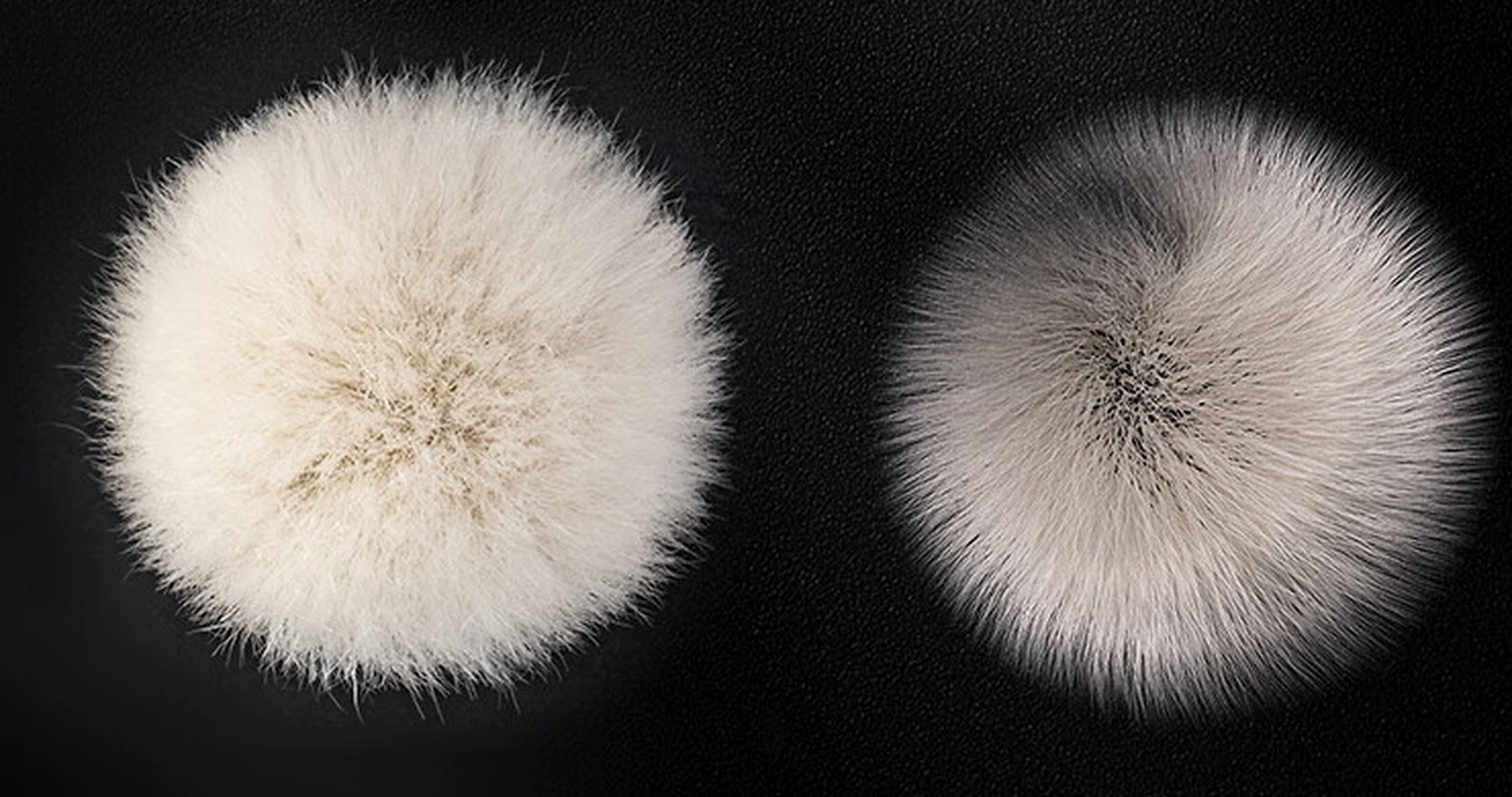 Close-up of two natural wool brush-head profiles